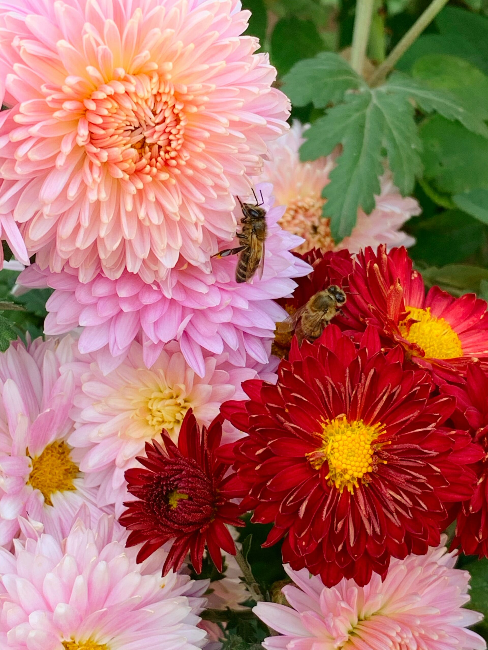 אינפוגרפיקה הממחישה את הירידה באוכלוסיית הדבורים העולמית בעשורים האחרונים.